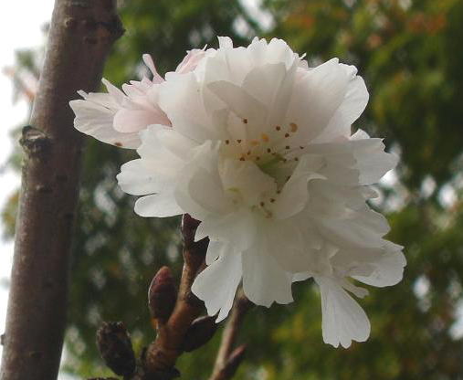 ジュウガツ桜