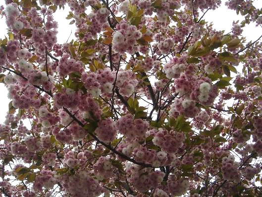 八重桜