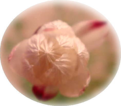 花簪