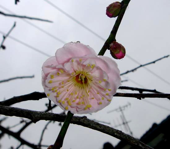 梅
