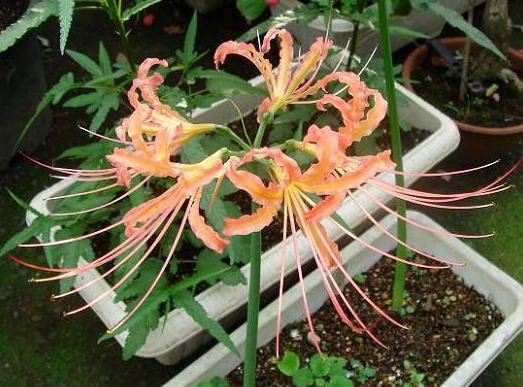 彼岸花