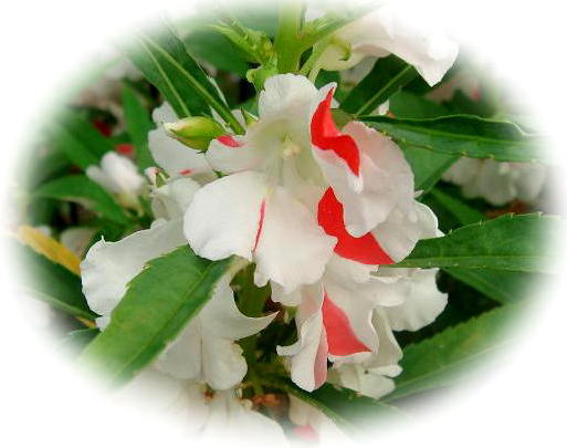 鳳仙花
