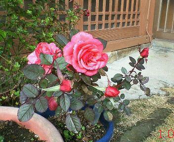 薔薇