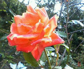 薔薇