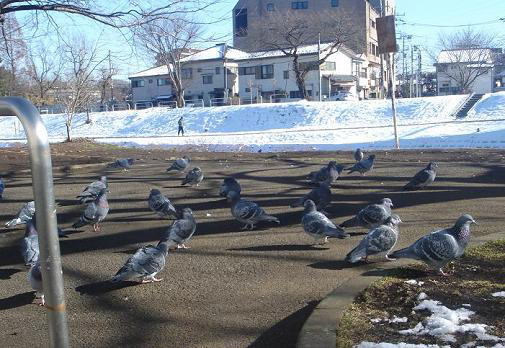 鳩