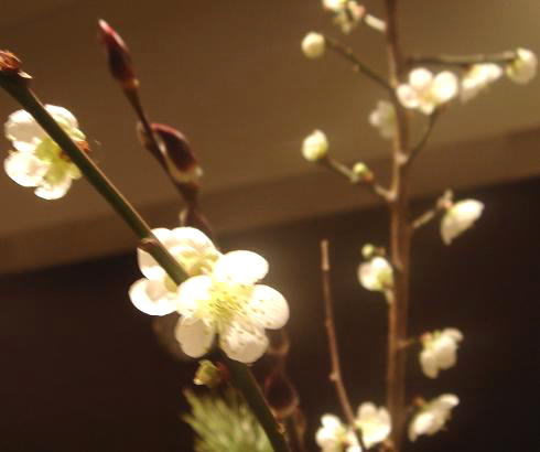 白梅
