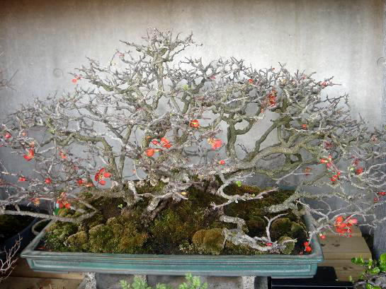 木瓜