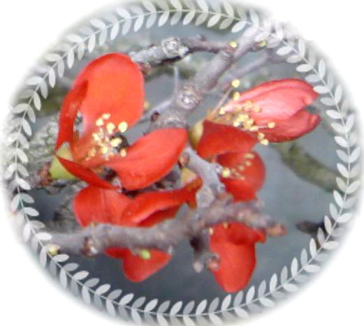 木瓜