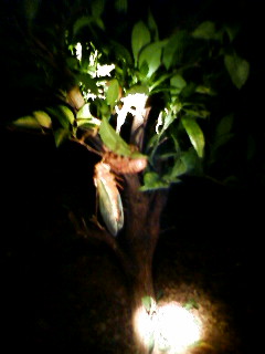 090713_205435.JPG