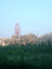 わいるどふらわー