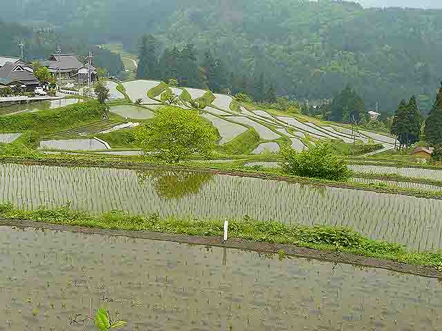 P1350621(640x480)横谷林道を行く・畑地区へ降りて(先日と同じ場所から)　１.jpg