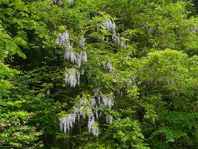 P1350563(640x480)横谷林道を行く・藤の花.jpg