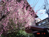 梅