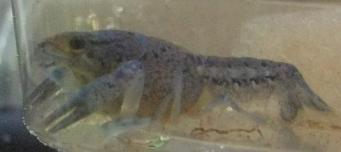 フロリダブルー　オス