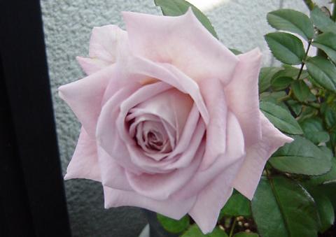 ラベンダーピノキオ２