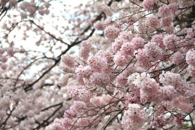 将軍家御用達・色付く上野の桜！