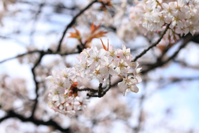 儚くも可憐・・・国民の花・桜☆