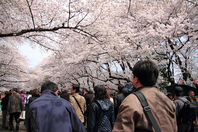 圧巻！上野恩賜公園メインストリートは桜満開！