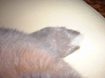 ねこやなぎ