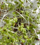 ブロッコリースプラウト(。・_・。)ノ