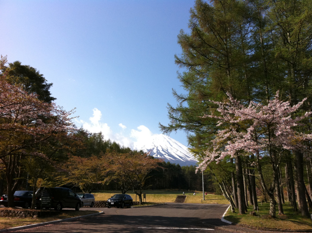 富士桜201105_1