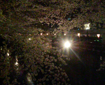 中目黒夜桜