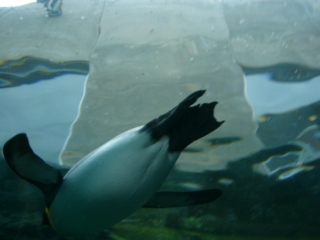 ペンギン館2
