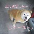 花ちゃん
