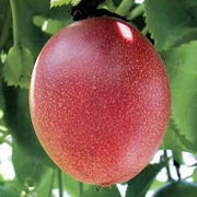 ＬＩＬＩＫＯＩ