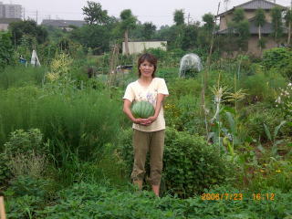 スイカ初生り収穫しました