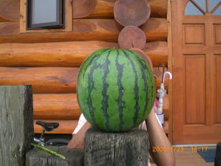 今年第一号のスイカ収穫