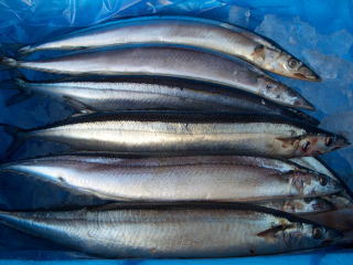 sanma.jpg