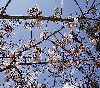 sakura.jpg