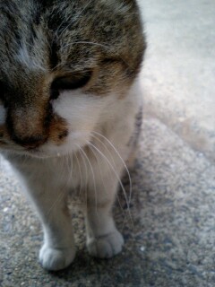 ねこだらけ