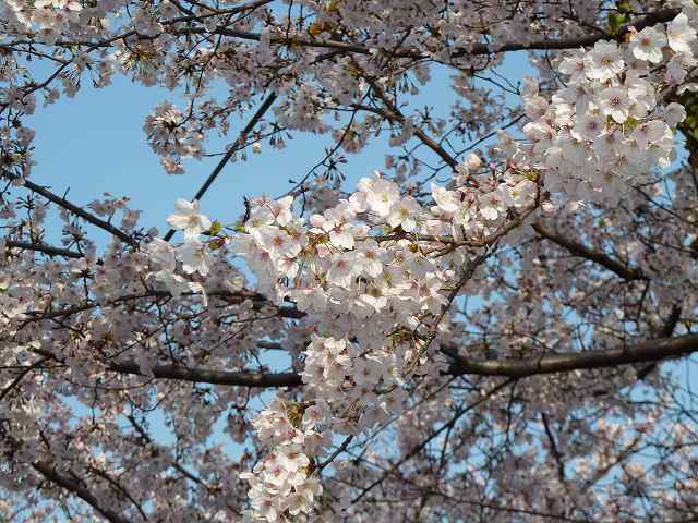 桜満開　平成23年春 8