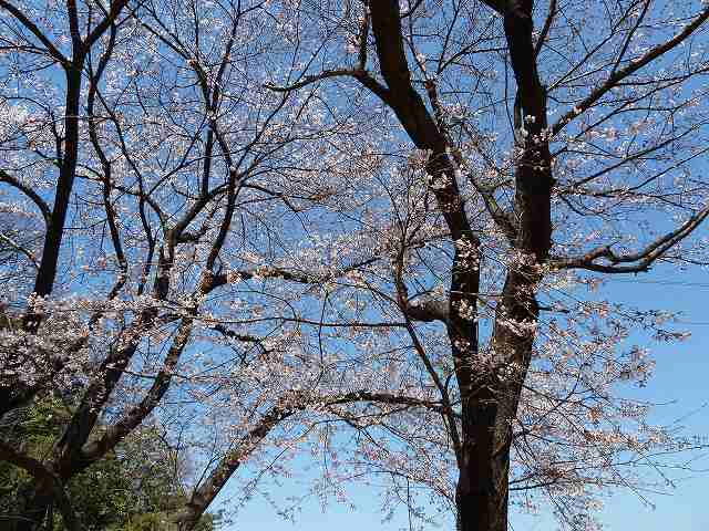 桜満開　平成23年春 3