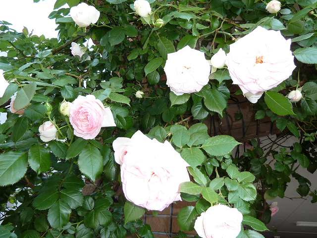 バラの花　平成23年5月14日撮影