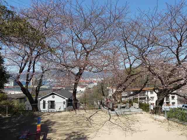 桜満開　平成23年春 2