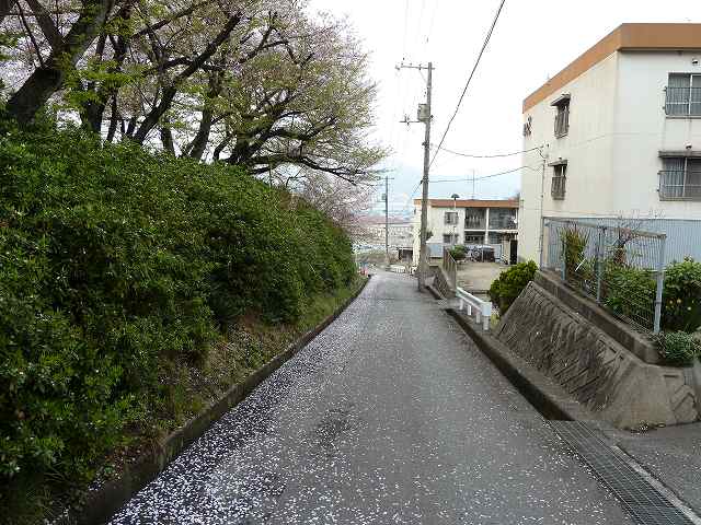 桜満開　平成23年春 38