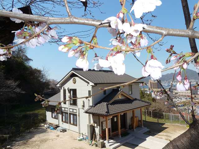 桜満開　平成23年春 2