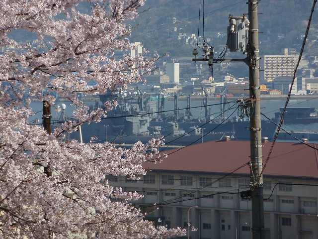 桜満開　平成23年春 28