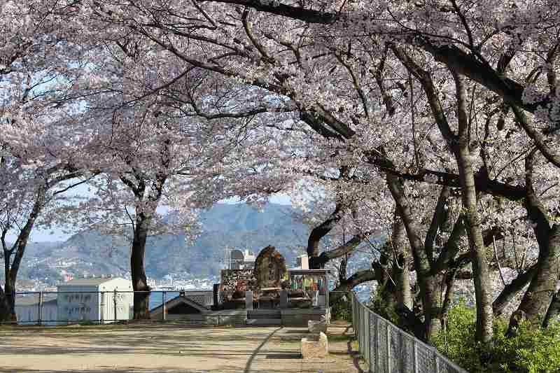 教会横鍋山第一公園のソメイヨシノ満開　4月8日