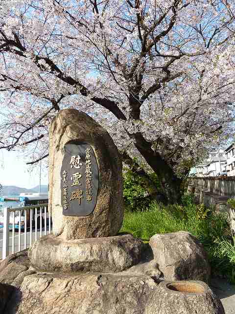桜満開　平成23年春 35