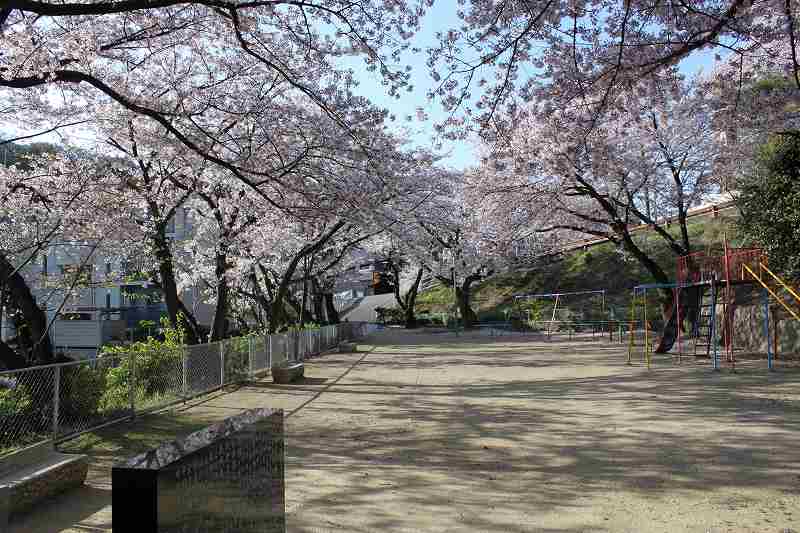 教会横鍋山第一公園のソメイヨシノ満開　4月8日