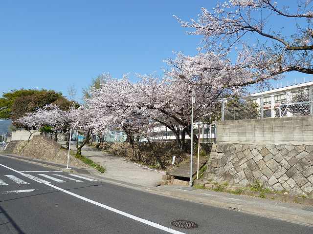 桜満開　平成23年春 35