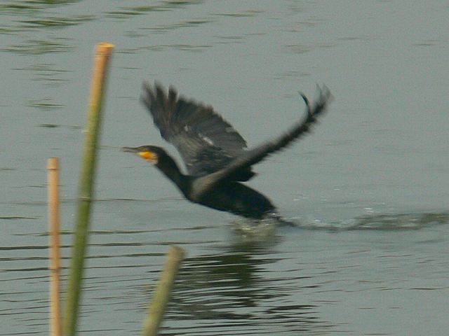 カワウ