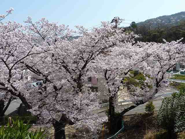 桜満開　平成23年春 18