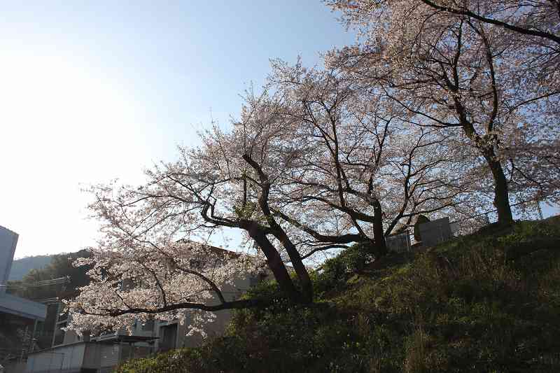 教会横鍋山第一公園のソメイヨシノ満開　4月8日