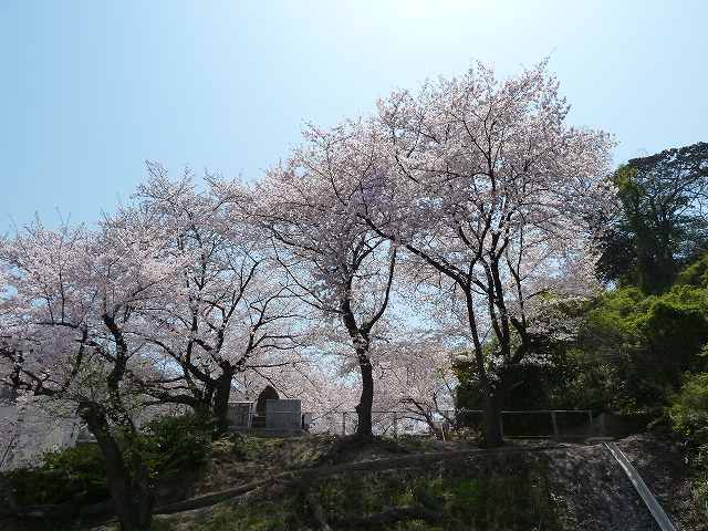 桜満開　平成23年春 24