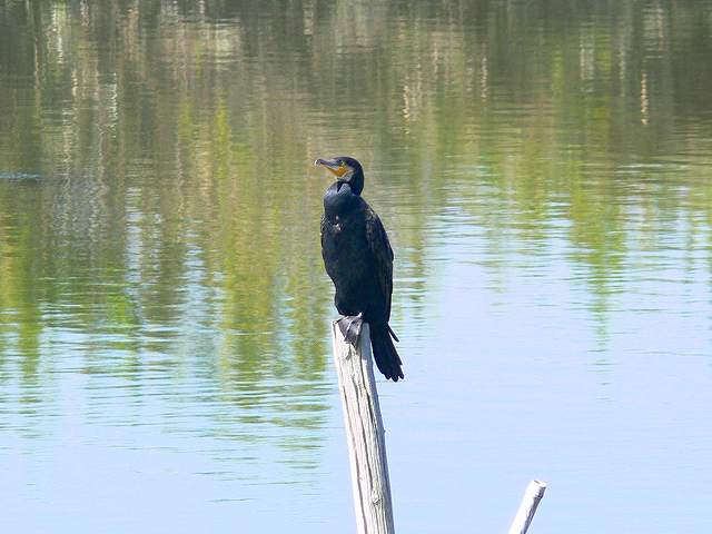 カワウ